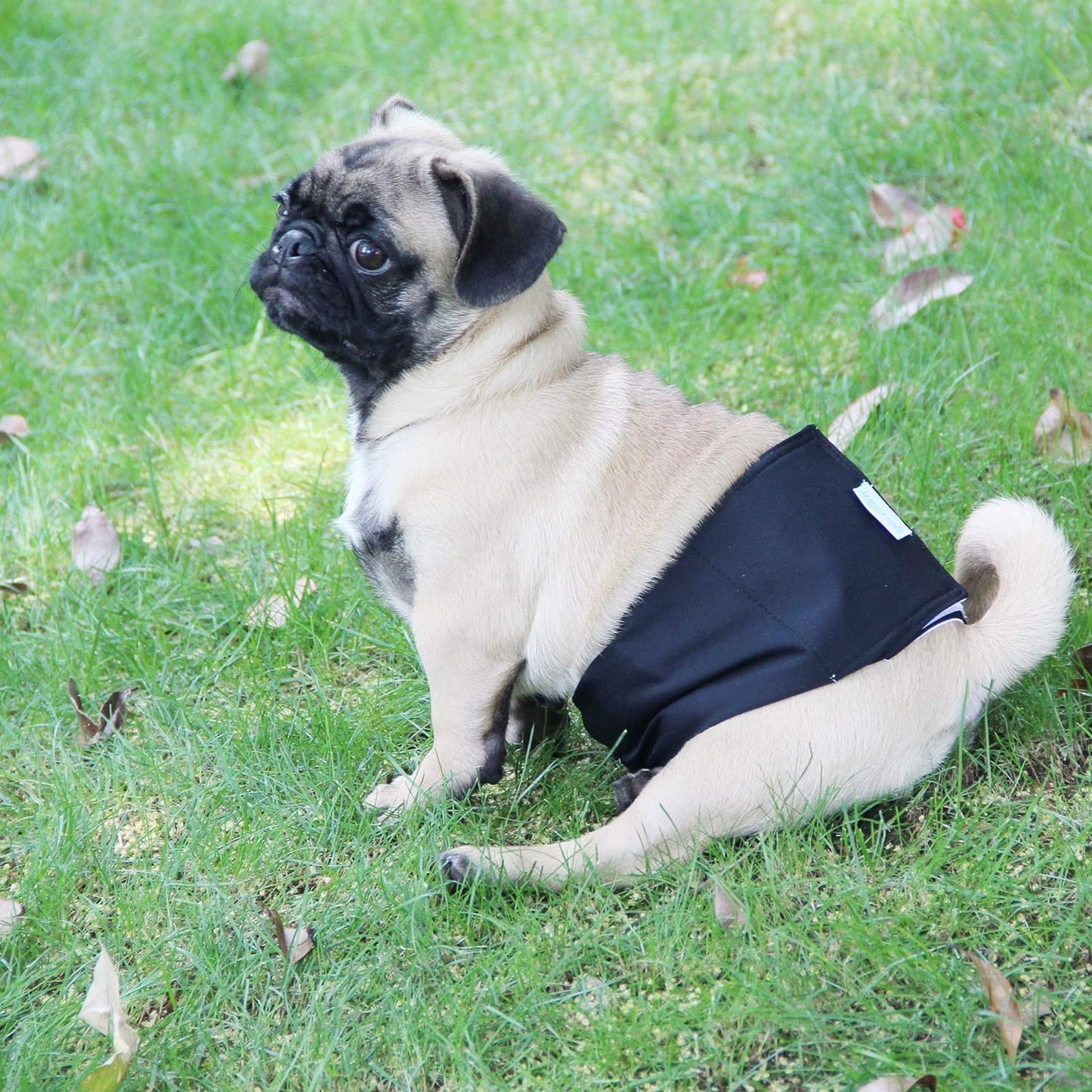 Washable Male Dog Belly Wrap - Pack of 3 - (Gold,Black,Grey,X-Small)